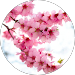 ensieh ensieh